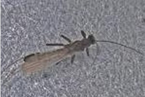 Arapahoe Snowfly