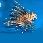 Adult Lionfish