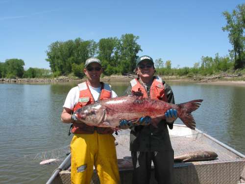 Under Siege! Part 2: Carping about Carp