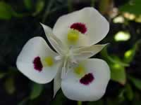 white wildflower.