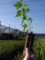 aspen seedling.