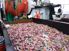 bottom trawl survey catch