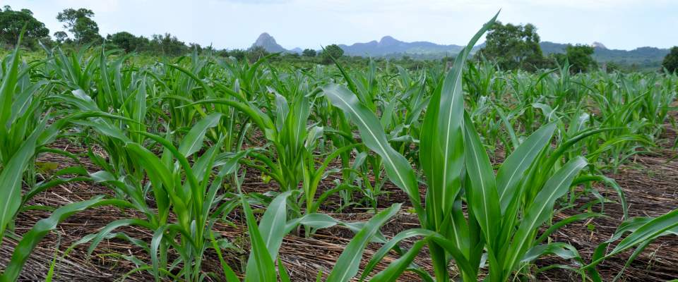 Mozambican farmers are learning techniques that will improve crop productivity.