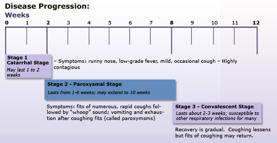 pertussis timeline