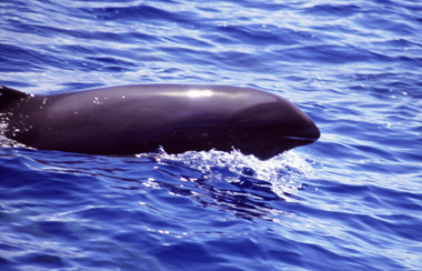 melon-headed whale. (c) alison cohan.