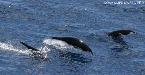 Northern Right Whale Dolphin