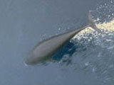 Northern Right Whale Dolphin leaping out of water