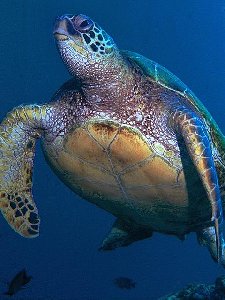 green turtle underwater, © Ursula Keuper-Bennett/Peter Bennett