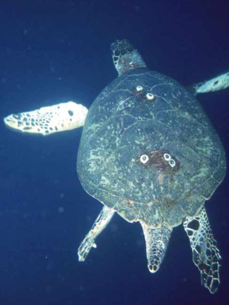 hawksbill turtle