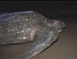 screen shot from video of Leatherback Turtle in Solomon Island