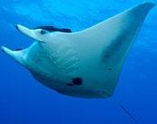 manta ray