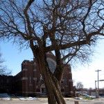 tree & church