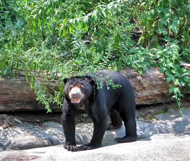 Sunbear. Credit: Erin Harper