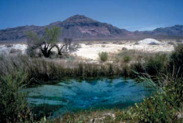 Photo of Ash Meadows NWR by Mike Bender, USFWS