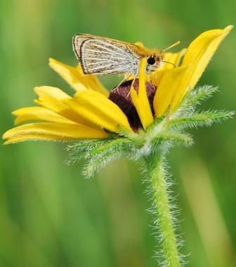 Photo of Poweshiek Skipperling  