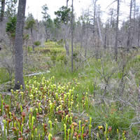 California pitcher plant.