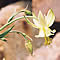 A yellow columbine: Aquilegia flavescens