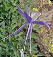 Aquilegia coerulea