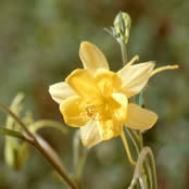 Aquilegia flavescens.