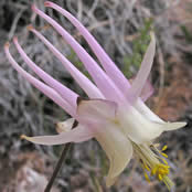 Aquilegia micrantha.