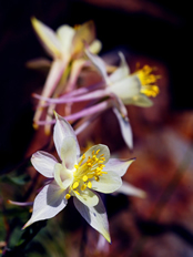 A group of different varieties of Aquilegia formosa X Aquilegia pubescens.