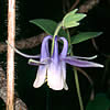 Aquilegia brevistyla