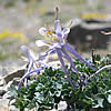 <em>Aquilegia scopulorum</em>