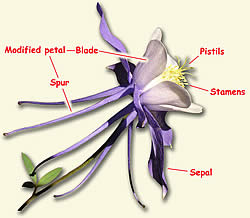 Aquilegia coerulea labeled to show the flower's parts.