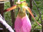 pink lady's slipper, Cypripedium acaule.