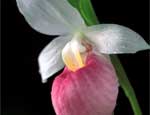 showy lady's slipper, Cypripedium reginae.