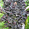 Peltigera collina