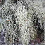 Ramalina subleptocarpa.