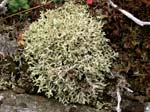 Cladonia uncialis