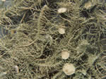 Usnea strigosa