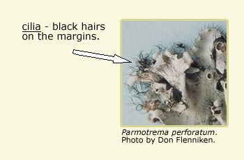 Parmotremia perforatum, an arrow pointing to the black hairs (cilia) on its margins.