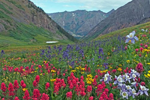 Click through for image source. Wildflowers near Stoney Pass, Colorado.