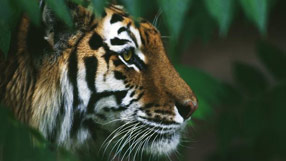 Nature: Wildlife Finder (tiger © Getty Images/Panoramic Images)