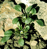 Photo of DeBeque phacelia by Creed Clayton, USFWS