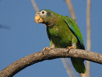 Yellow-billed parrot.