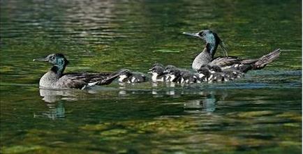 Brazilian merganser.