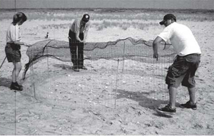 Photos of Piping Plover Team