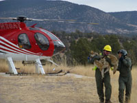 Mexican wolf being brought to processing facility during 2012 population count. 