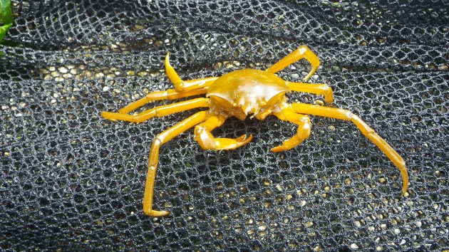 A Kelp Crab (Pugettia producta) captured in a beach seine during a 2012 Bainbridge Island larval forage fish survey. This survey focused on the abundance, habitat use, and food habits of larval forage fish and was conducted by scientists from the Columbia River Research Laboratory -Western Fisheries Research Center. (Photo: Department of the Interior/USGS)