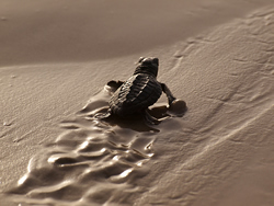 A baby sea turtle leaves track as it heads toward water