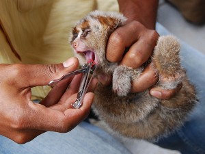 The teeth of a juvenile slow loris being removed by an animal trafficker. (Photo: International Animal Rescue)