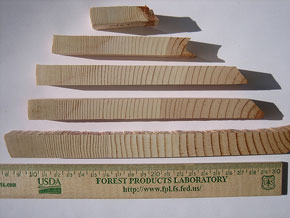 suppresed growth tree rings