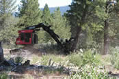 feller-buncher cutting conifers in an aspen stand.