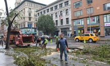 Sandy took down trees in New York in the fall.