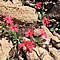 Silene serpentinicola