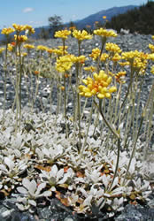 Eriogonum libertinii